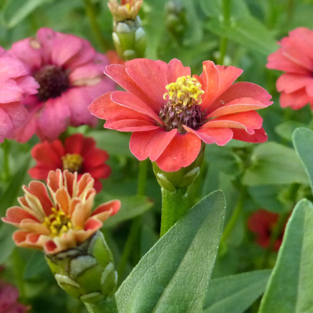 Heirloom Seeds